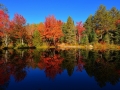 Colourful Forest Reflection 1440 x 900 widescreen.jpeg Colourful Forest Reflection 1440 x 900 widescreen.jpeg
